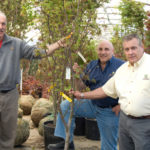 Cultivating clients family tradition DIGGING IN: From left, James, Steve and Paul Pagliarini of Central Nurseries. The company maintains landscaping for commercial properties throughout the state and has worked on major development projects. /