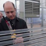 BETTER TOMORROW: Larry Dressler, president of Tomorrow BioFuels, takes a water sample from a tubular photobioreactor, where algae grow. / 