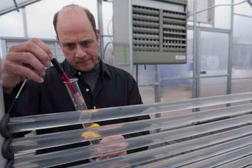 BETTER TOMORROW: Larry Dressler, president of Tomorrow BioFuels, takes a water sample from a tubular photobioreactor, where algae grow. / BETTER TOMORROW: Larry Dressler, president of Tomorrow BioFuels, takes a water sample from a tubular photobioreactor, where algae grow. /