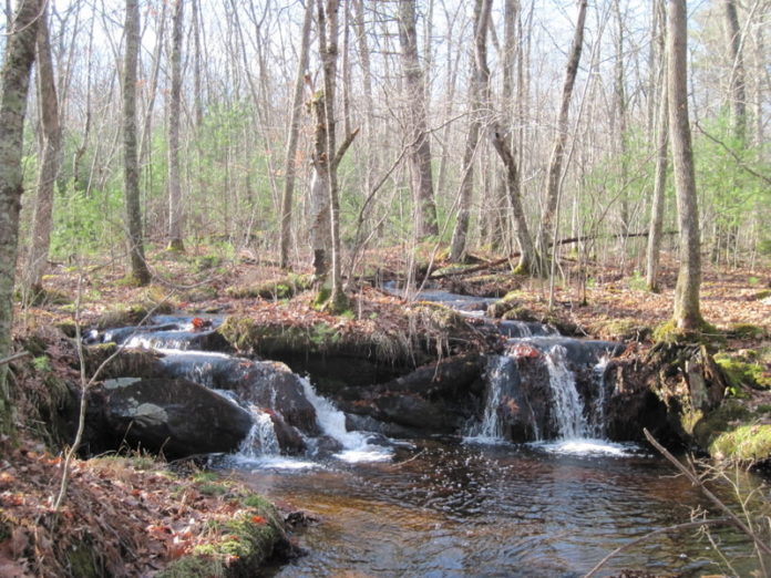 THE NATURE CONSERVANCY announced Tuesday it had purchased land in West Greenwich, including a property the Phillips Brook, above, runs through. / THE NATURE CONSERVANCY announced Tuesday it had purchased land in West Greenwich, including a property the Phillips Brook, above, runs through. /
