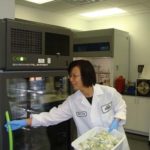 COURTESY MANTROSE
FRESH APPROACH: Mantrose research scientist Xiaoling Dong puts fresh-cut lettuce into the environmental chamber for microbial testing.