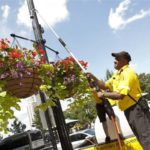 COURTESY DOWNTOWN IMPROVEMENT DISTRICT/MARIANNE LEE
A TREE GROWS: Luiz Costa, a member of the downtown-improvement team commonly known as the "yellow jackets," waters a hanging plant this past summer.