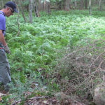 COURTESY HOPE LEESON
WEEDING OUT PROBLEMS: Out in Front Horticulture President David Renzi treats Japanese barberry, an invasive species of plant. Renzi says the Forest Health Works Project has been a &ldquo;tremendous help.&rdquo;