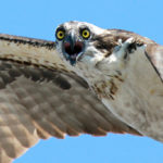 VOLUNTEERS ARE ONCE AGAIN monitoring the osprey population in the Ocean State, a project the environmental advocacy group took over from the R.I. Department of Environmental Management in 2010. / COURTESY PETER GREEN/AUDUBON SOCIETY OF RHODE ISLAND