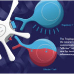PROVIDENCE-based biotechnology company EpiVax Inc. was awarded a $1.5 million small business innovation research grant from the National Institutes of Health to continue its autoimmune disease research of Tregitopes. For a larger version of this image, click HERE. / COURTESY EPIVAX INC.