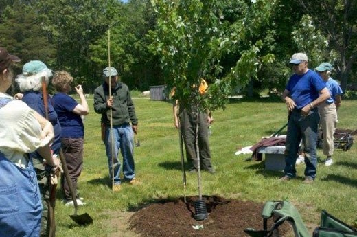Tree stewards from RITree will demonstrate how to plant, mulch, and water a sapling at Arbor Day celebration. Tree stewards from RITree will demonstrate how to plant, mulch, and water a sapling at Arbor Day celebration.
