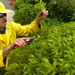 TURNING LEAVES: Jose Velasquez, of Bartlett Tree Experts, prunes bushes and trees at a home in Portsmouth. The company's regional manager, Chris Fletcher, would like to see the arborist industry grow in R.I. / PBN PHOTO/CHRIS SHORES