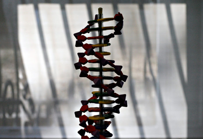 A MODEL OF HUMAN DNA is silhouetted against a window in the Sackler Educational Laboratory for Comparative Genomics and Human Origins. / BLOOMBERG FILE PHOTO/DANIEL ACKER