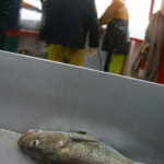 A COD FISH lies on board the Emulate II fishing trawler. / BLOOMBERG FILE PHOTO/SUZANNE PLUNKETT