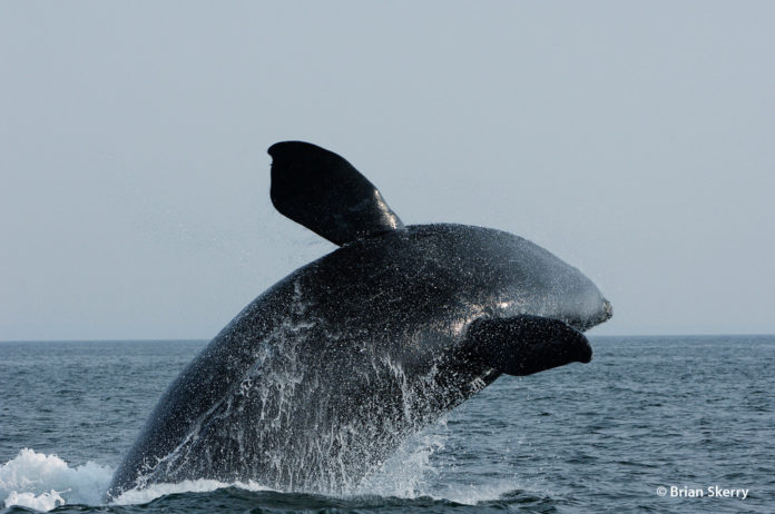 A COALITION OF OFFSHORE WIND DEVELOPERS and environmental groups have developed a set of voluntary measures designed to help protect the critically endangered North Atlantic right whale during offshore wind development. / COURTESY CONSERVATION LAW FOUNDATION/BRIAN SKERRY A COALITION OF OFFSHORE WIND DEVELOPERS and environmental groups have developed a set of voluntary measures designed to help protect the critically endangered North Atlantic right whale during offshore wind development. / COURTESY CONSERVATION LAW FOUNDATION/BRIAN SKERRY