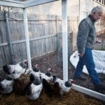 City weighs legal void on chickens BIRDS OF A FEATHER: Two years ago, Providence legalized small, backyard chicken flocks. Since then, chicken enthusiasts in other communities have fought for the same, though Cranston Mayor Allan Fung recently vetoed a similar ordinance. Above, Cranston resident Wright Deter with some of the nine chickens he keeps on his property. / PBN PHOTO/STEPHANIE EWENS