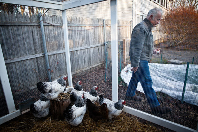 BIRDS OF A FEATHER: Two years ago, Providence legalized small, backyard chicken flocks. Since then, chicken enthusiasts in other communities have fought for the same, though Cranston Mayor Allan Fung recently vetoed a similar ordinance. Above, Cranston resident Wright Deter with some of the nine chickens he keeps on his property. / PBN PHOTO/STEPHANIE EWENS