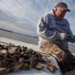Despite hurdles, aquaculture growing OUT OF THEIR SHELL: Aquaculture is expanding in Rhode Island, in part thanks to a growing number of shellfish farms in the state, Above, Jeff Gardner, owner of Shellfish for You in Westerly, harvests oysters in Winnapaug Pond. / PBNPHOTO/DAVID LEVESQUE
