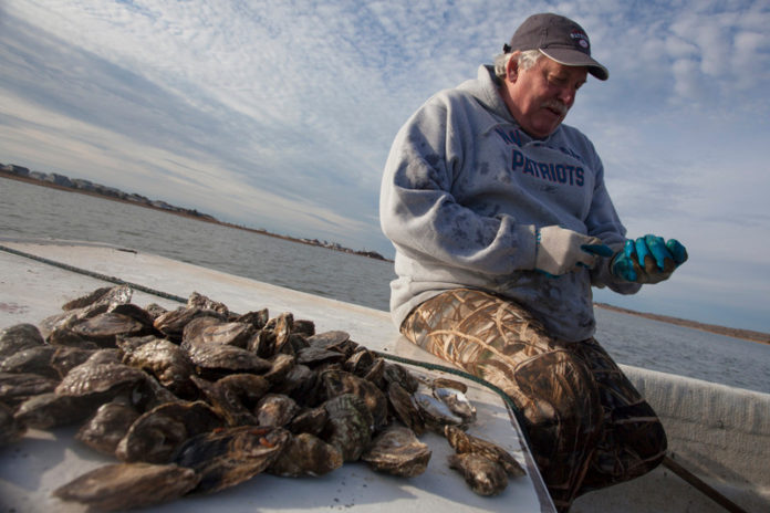 OUT OF THEIR SHELL: Aquaculture is expanding in Rhode Island, in part thanks to a growing number of shellfish farms in the state, Above, Jeff Gardner, owner of Shellfish for You in Westerly, harvests oysters in Winnapaug Pond. / PBN<2008>PHOTO/DAVID LEVESQUE