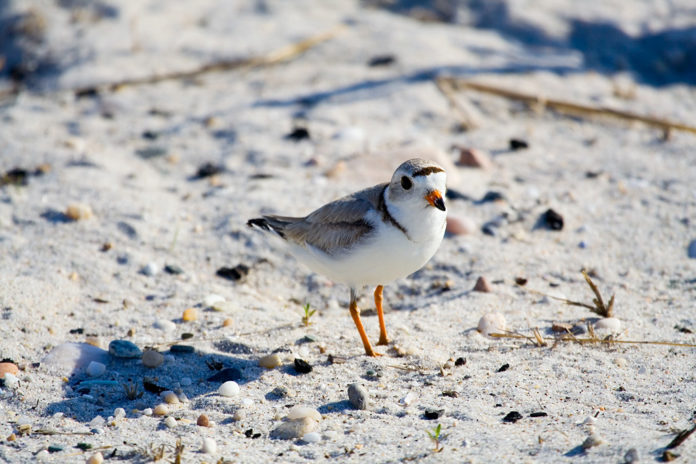 A PIPING PLOVER restoration plan has been released by the Natural Resource Damages Trustee Council for damages relating to the Bouchard Barge 120 oil spill in 2003. / COURTESY WIKIMEDIA COMMONS