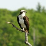 Osprey population back from oblivion, says Audubon RHODE ISLAND'S Osprey population has rebounded from 13 in 1977 to more than 178 in 2012, according to the Rhode Island Audubon Society. / COURTESY RHODE ISLAND AUDUBON SOCIETY/BUTCH LOMBARDI