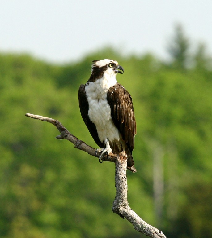RHODE ISLAND'S Osprey population has rebounded from 13 in 1977 to more than 178 in 2012, according to the Rhode Island Audubon Society. / COURTESY RHODE ISLAND AUDUBON SOCIETY/BUTCH LOMBARDI RHODE ISLAND'S Osprey population has rebounded from 13 in 1977 to more than 178 in 2012, according to the Rhode Island Audubon Society. / COURTESY RHODE ISLAND AUDUBON SOCIETY/BUTCH LOMBARDI