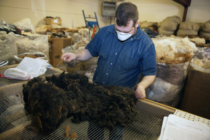 LEADER OF THE PAC: Tim Viverous sorts alpaca fiber at New England Alpaca Fiber Pool in Fall River. The 10,000-square-foot facility processes about 80,000 pounds of alpaca fiber each year. / PBN PHOTO/BRIAN MCDONALD