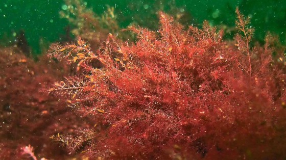 SCIENTISTS AT THE UNIVERSITY OF RHODE ISLAND AND ROGER WILLIAMS UNIVERSITY are conducting a seaweed census to document changes in biodiversity and track invasive species including Heterosiphonia japonica (above), an agressive species native to Japan that is SCIENTISTS AT THE UNIVERSITY OF RHODE ISLAND AND ROGER WILLIAMS UNIVERSITY are conducting a seaweed census to document changes in biodiversity and track invasive species including Heterosiphonia japonica (above), an agressive species native to Japan that is