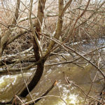 THE AQUIDNECK LAND TRUST has acquired a 10.65 acre conservation easement on Newport's Berkeley Avenue next to the Maidford River. / COURTESY AQUIDNECK LAND TRUST
