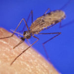 MOSQUITOES CAN CARRY dengue fever, which URI Professor Alan Rothman will study with an $11.4 grant from the National Institutes of Health. / COURTESY WIKIMEDIA COMMONS