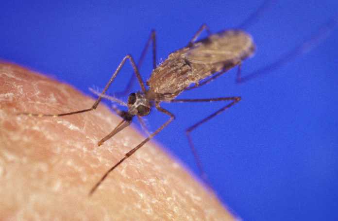 MOSQUITOES CAN CARRY dengue fever, which URI Professor Alan Rothman will study with an $11.4 grant from the National Institutes of Health. / COURTESY WIKIMEDIA COMMONS