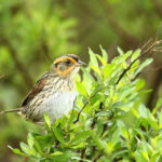 FLYING AWAY: The decline in population of Saltmarsh Sparrows and other species in Rhode Island could have an impact on the state&rsquo;s wildlife tourism, according to the head of The Nature Conservancy. / COURTESY PETER PATON