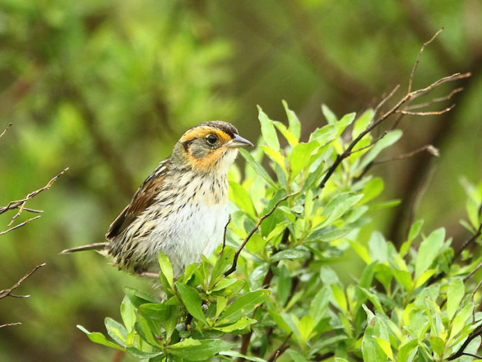 FLYING AWAY: The decline in population of Saltmarsh Sparrows and other species in Rhode Island could have an impact on the state’s wildlife tourism, according to the head of The Nature Conservancy. / COURTESY PETER PATON