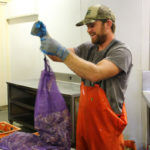 Signs promising for oyster market HOMEGROWN: Oyster farmer Nick Papa packs his oysters at the Ocean State Shellfish Cooperative. Papa’s oysters are grown on his farm in Ninigret Pond in Charlestown. / PBN PHOTO/JOHN LEE