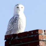 February Owl Prowl