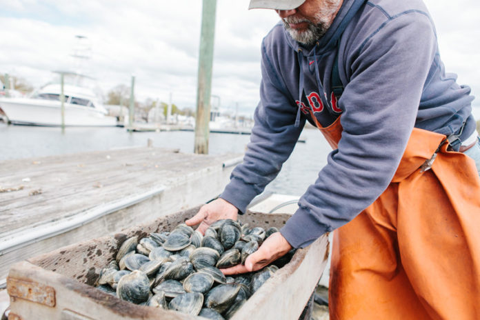 CLAMMING UP: Michael McGiveney, president of the Rhode Island Shellfishermen’s Association, with a box of top-neck clams on the dock in Warwick. “Top-necks are undervalued,” he said. / COURTESY ERIN MCGINN