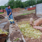 Assembly moves to divert food scraps from landfill SCRAP YARD: Carlo Izzo, of Izzo Brothers Farm in Johnston, feeds his pigs with food scraps from Johnson & Wales’ culinary program. / PBN PHOTO/MICHAEL SALERNO