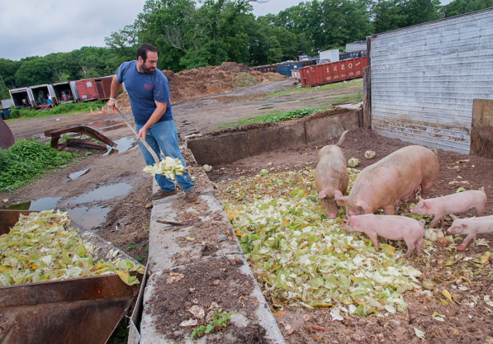 SCRAP YARD: Carlo Izzo, of Izzo Brothers Farm in Johnston, feeds his pigs with food scraps from Johnson & Wales’ culinary program. / PBN PHOTO/MICHAEL SALERNO
