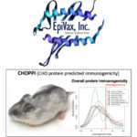 THE CHOPPI IMMUNOGENICITY tool developed by EpiVax Inc. with University of Rhode Island and Dartmouth College researchers will help protein engineers assess safety risks during the production of protein-based therapeutics.