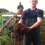 No profits found in this tangled catch SEEING RED: Galilee fisherman Ben Piquette displays a handful of the invasive, red weed. In the background is crewman Peter D' Ambra. / PBN PHOTO/JOHN LEE