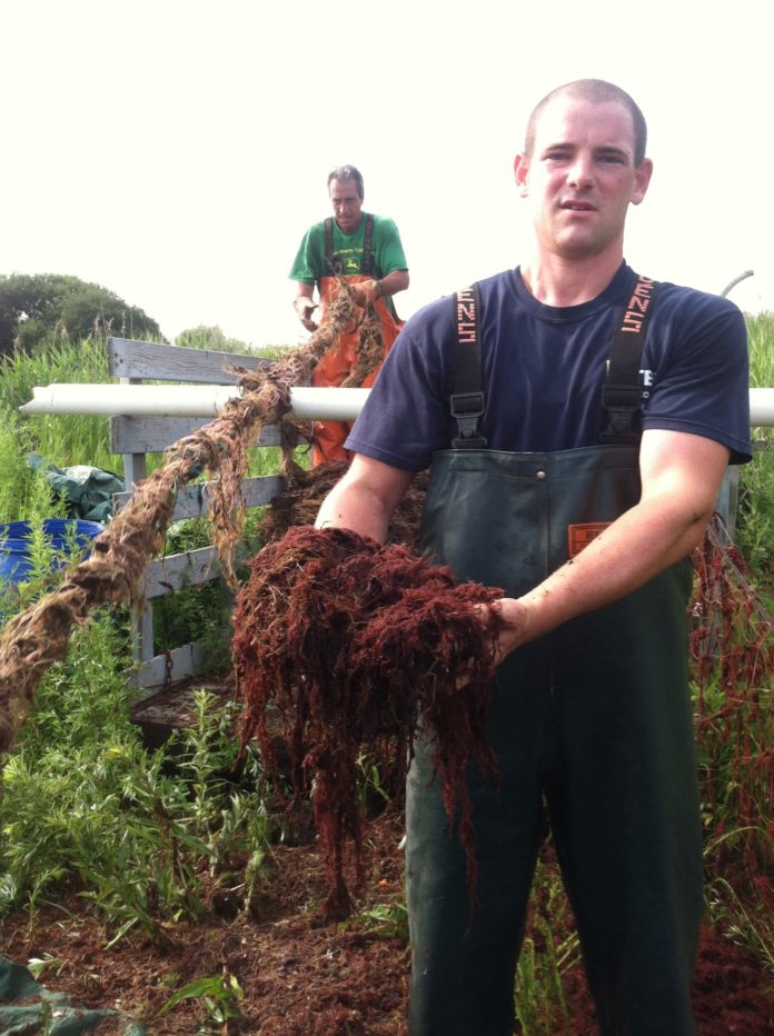 SEEING RED: Galilee fisherman Ben Piquette displays a handful of the invasive, red weed. In the background is crewman Peter D' Ambra. / PBN PHOTO/JOHN LEE