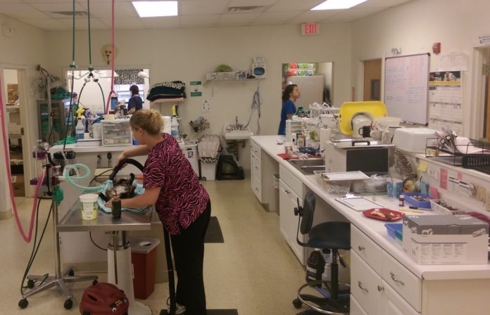 THE RHODE ISLAND FOUNDATION has awarded nearly $440,000 in grants to 27 animal welfare programs in Rhode Island, including the Ocean State Animal Coalition, which received $26,500 to fund subsidized spay and neuter programs. Pictured is the operating room at the Rhode Island Community Spay/Neuter Clinc. / COURTESY THE RHODE ISLAND FOUNDATION