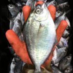 In search of a lost market GOOD CATCH: According to the National Oceanic and Atmospheric Administration Fisheries, Rhode Island landed about 66 percent of all butterfish on the East Coast between 1965 and 1995. / PBN PHOTO/JOHN LEE