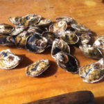Oysters a growth industry
