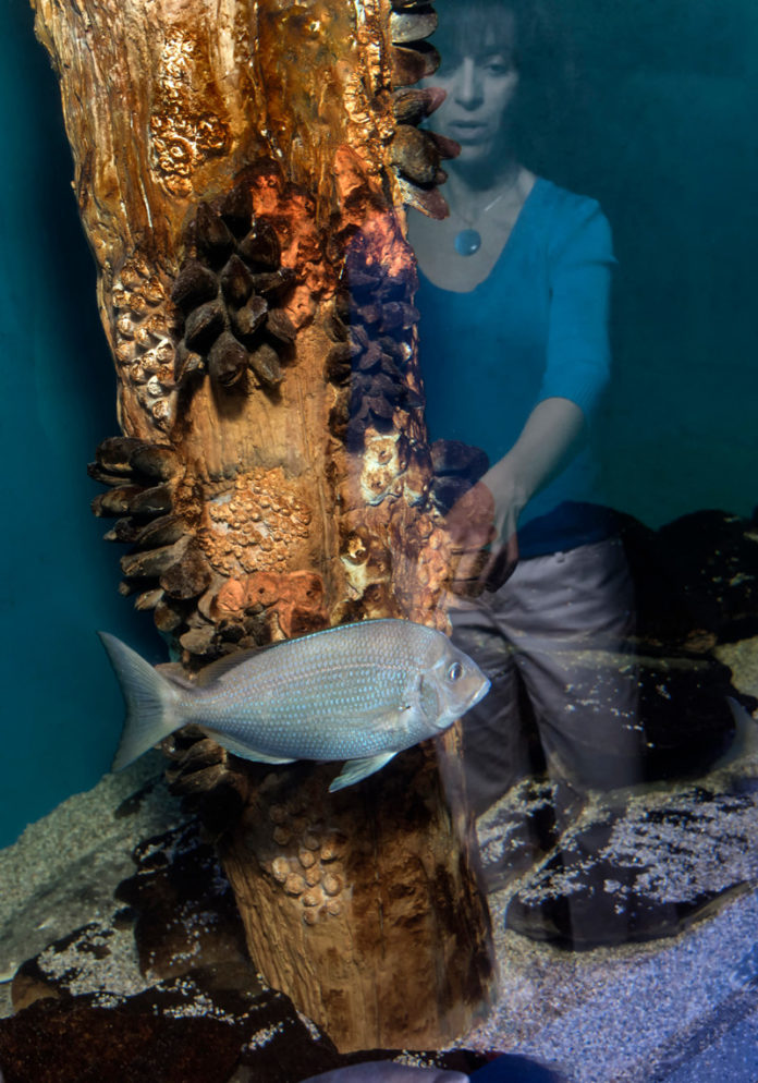 A CLEAN WATER ACTION: Anne DiMonti, director of the Audubon Society's Environmental Education Center in Bristol, examines one of the saltwater tanks at the nonprofit's renovated aquarium. / PBN PHOTO/MICHAEL SALERNO