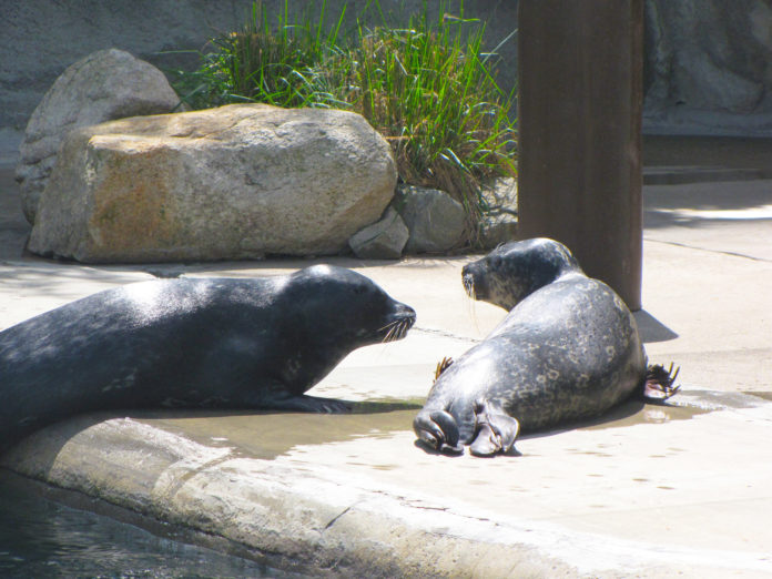 HARBOR SEALS BUBBA and Action lounge in early spring at the Roger Williams Park Zoo. Fundraising has brought in more than $113,500 to help defray the cost of major repairs to the harbor seal exhibit, which is expected to reopen in November.  / COURTESY ROGER WILLIAMS PARK ZOO