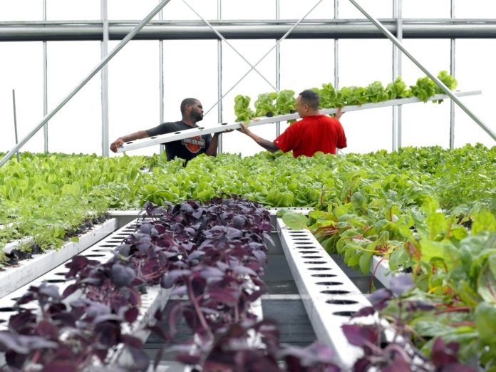 WORKERS ARE SEEN inside Atlantic Produce Inc.'s greenhouse in South Kingstown. The facility is billed as Rhode Island's first commercial hydroponic greenhouse. / COURTESY ATLANTIC PRODUCE INC.