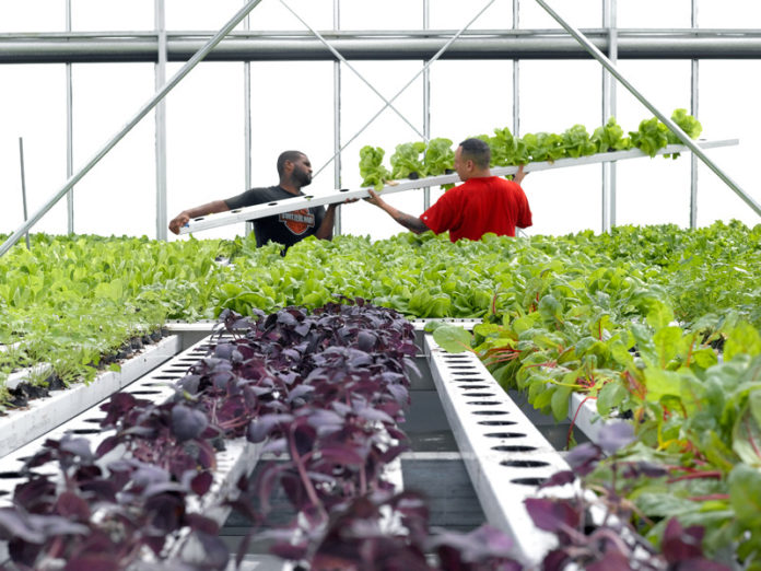 BUMPER CROP: Atlantic Produce workers Claudio Barros, left, and Mark Magliocco move hydroponic produce being grown in a South Kingstown greenhouse. / COURTESY ANGEL TUCKER