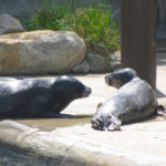 HARBOR SEALS BUBBA and Action lounge in early spring at the Roger Williams Park Zoo. The seals are in a newly renovated exhibit, thanks to a fundraising campaign. / COURTESY ROGER WILLIAMS PARK ZOO