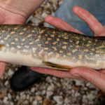 Does pike restocking threaten other more popular fish? GROWING CONCERN: Pike can grow as long as a bath tub, with a mouth big enough to take down a muskrat or a duck. It's that growth that can spell trouble for other fish they prey on, including trout and salmon, and the sport fishermen who favor those popular varieties. / PBN PHOTO/JOHN LEE
