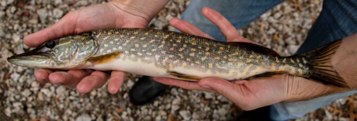 GROWING CONCERN: Pike can grow as long as a bath tub, with a mouth big enough to take down a muskrat or a duck. It's that growth that can spell trouble for other fish they prey on, including trout and salmon, and the sport fishermen who favor those popular varieties. / PBN PHOTO/JOHN LEE
