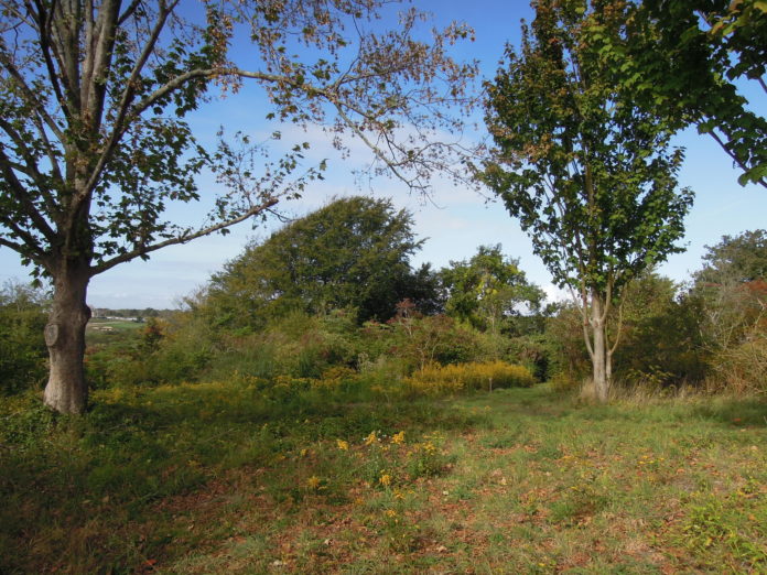 HERE IS THE Wild Moor property off of Hammersmith Road in Newport, a portion of which the Aquidneck Land Trust recently acquired. / COURTESY AQUIDNECK LAND TRUST