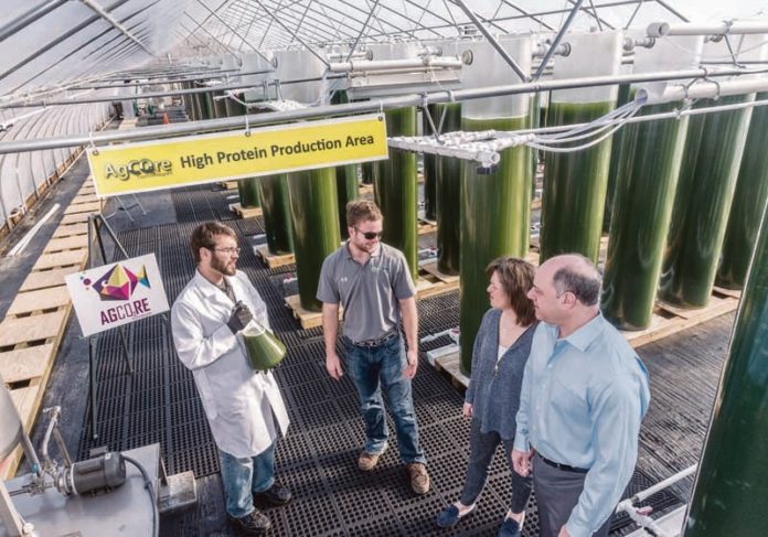 GREEN GROWERS: From left are Dan Matuszek, chief biologist; Zachary Fleet, operations manager; Amy Dressler, administration; and Larry Dressler, founder, president and CEO of Agcore Technologies in Cranston. / PBN PHOTO/MICHAEL SALERNO