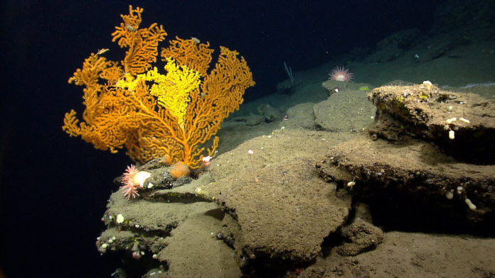 A RECENT POLL reveals the overwhelming majority of Rhode Island and Massachusetts residents favor protecting the ocean floor in the near Atlantic Ocean. Seen here is an orange coral fan hosting tiny yellow anemones growing on a steep rock wall edge approximately 2,700 ft deep in Nygren Canyon, which is 165 nautical miles southeast of Cape Cod. / COURTESY NOAA OKEANOS EXPLORER PROGRAM