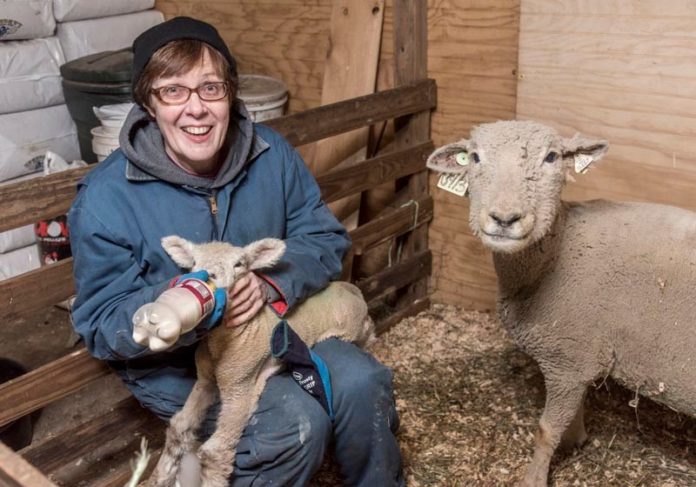 STEADY GROWTH: Debra Hopkins, owner of Hopkins Southdowns farm in North Scituate, feeds a lamb. The family-run sheep farm has been run by the Hopkins family for 40 years. They sell meats, primarily, but also wool products. / PBN PHOTO/MICHAEL SALERNO